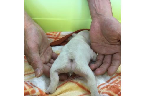 成約済の愛知県のフレンチブルドッグ-31853の3枚目